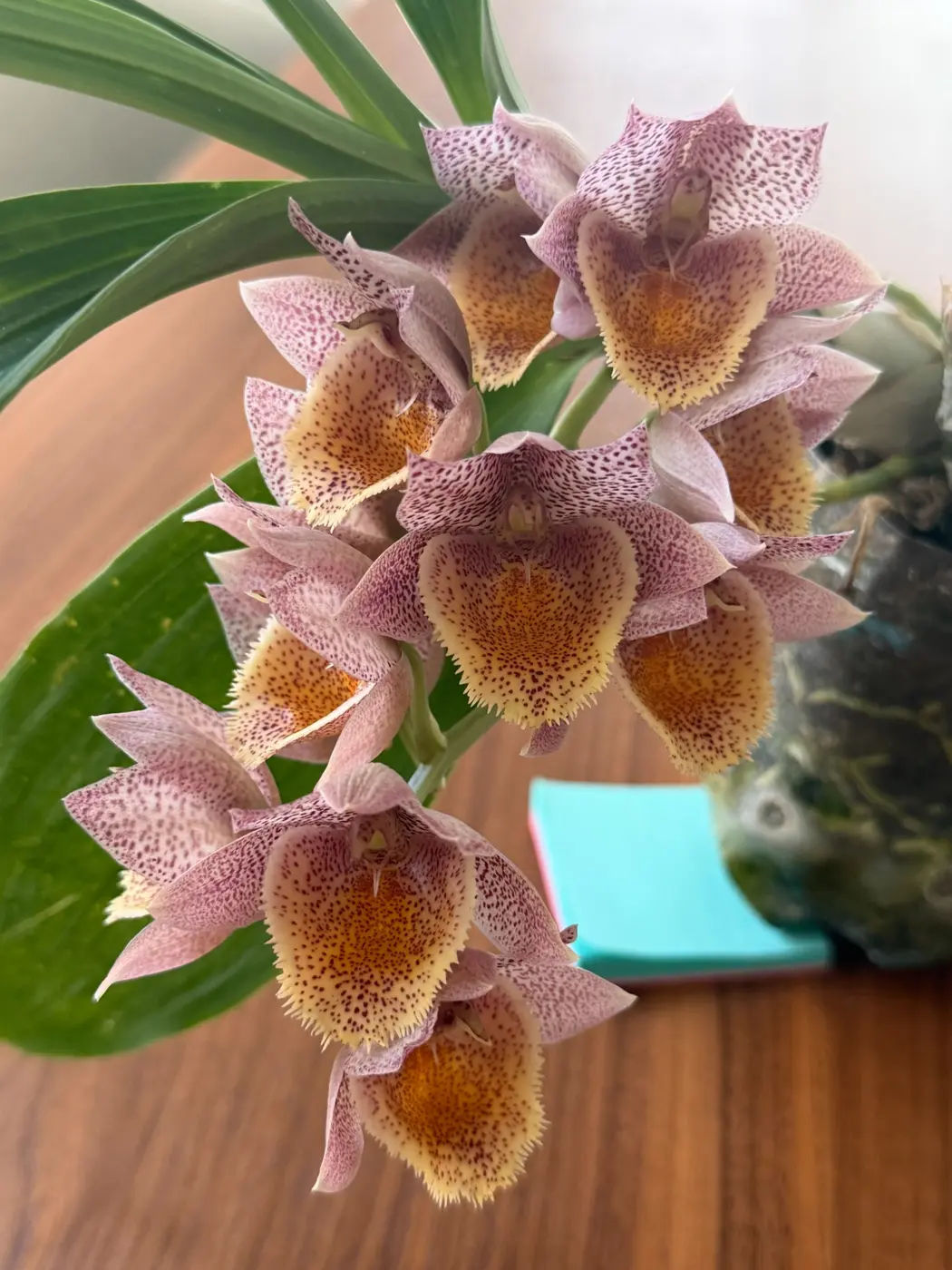 Catasetum orchid blooming in a private Orlando collection