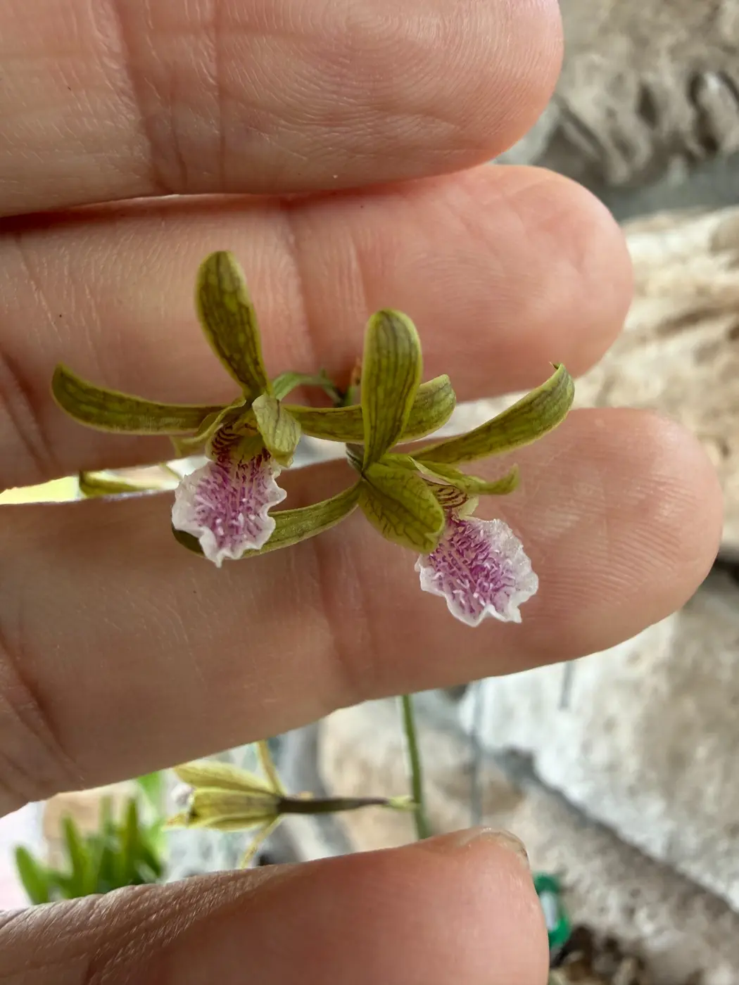 Eulophia orchid flowers grown in the Sun State Orchids private collection