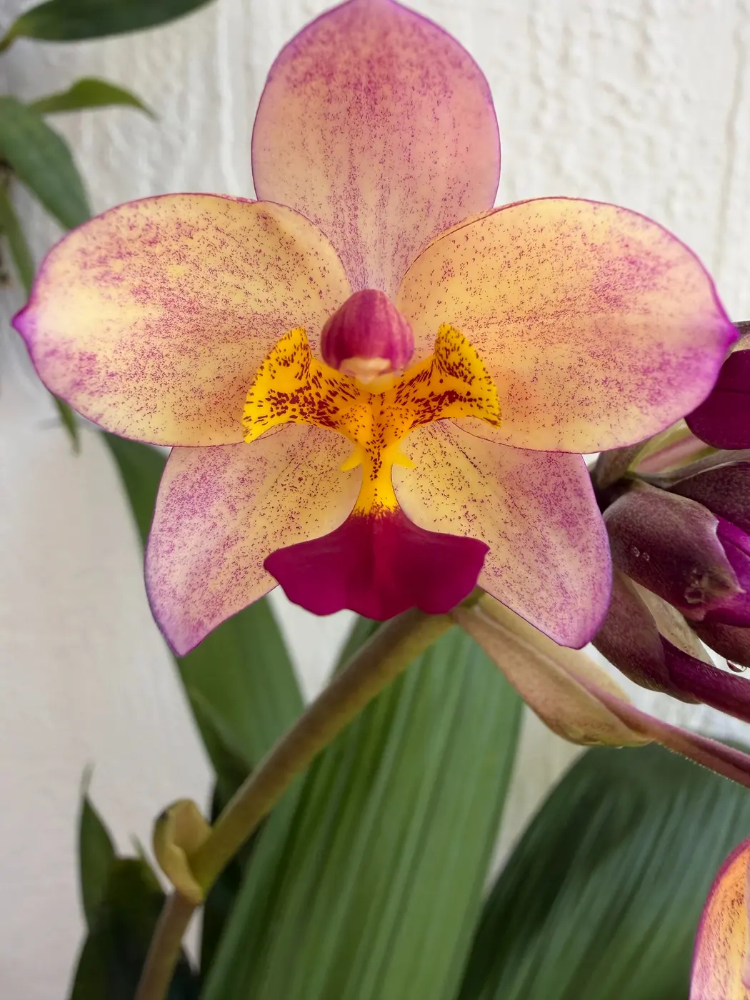Spathoglottis orchid blooming in the Sun State Orchids private collection