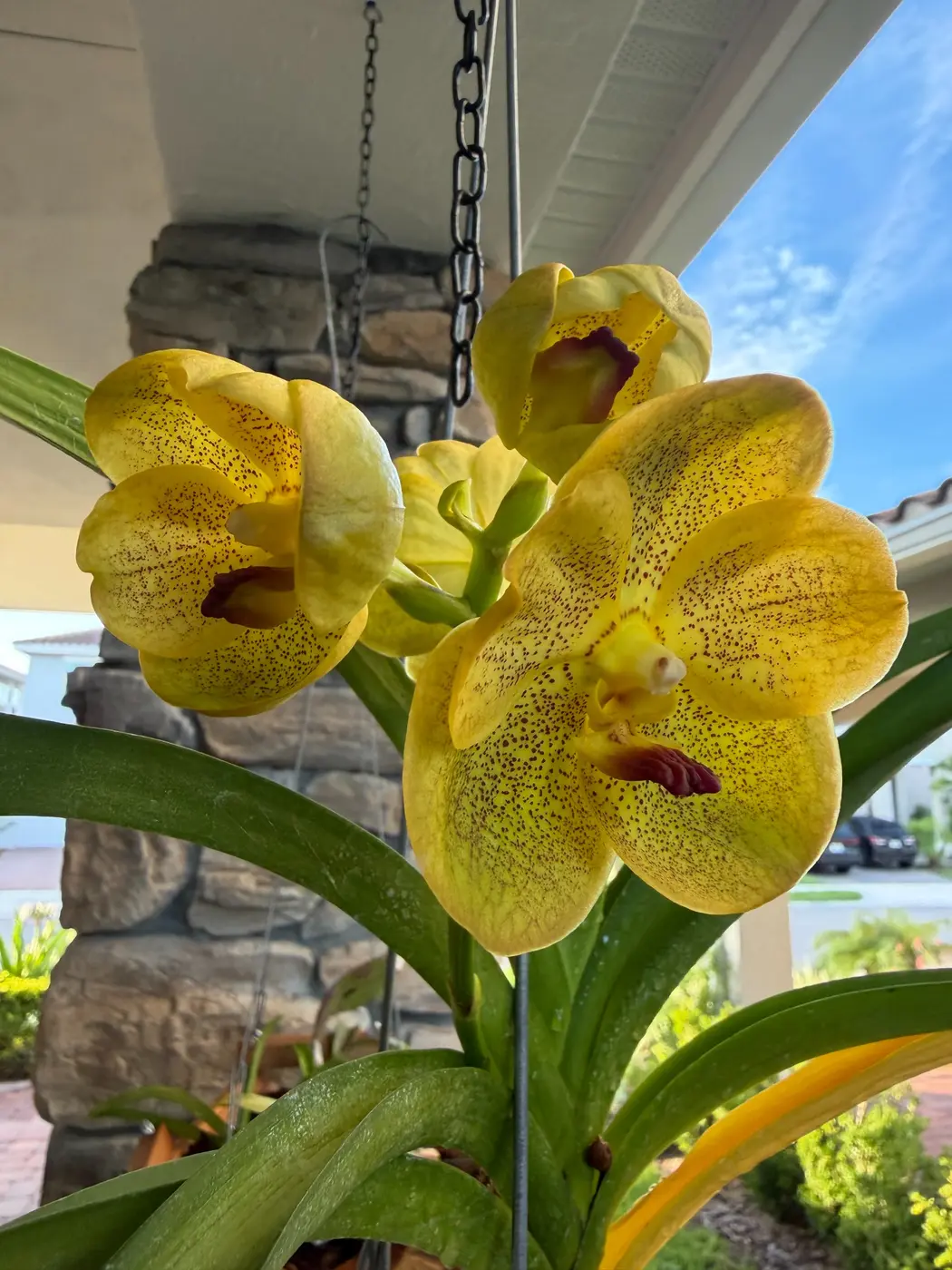 Vanda orchid flowers from the Sun State Orchids private collection